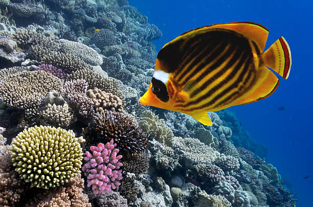 istock Red Sea raccoon butterflyfish (Chaetodon fascinatus) 585176296