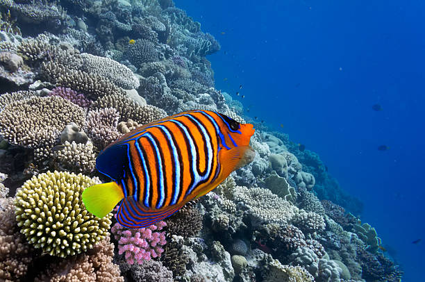 istock Regal Angelfish in the Red Sea 585176334