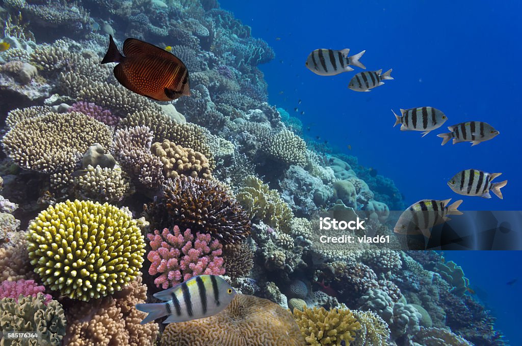 School of Sergeant-major, red Sea, Egypt School of Sergeant-major, red Sea, Egypt. Animal Stock Photo