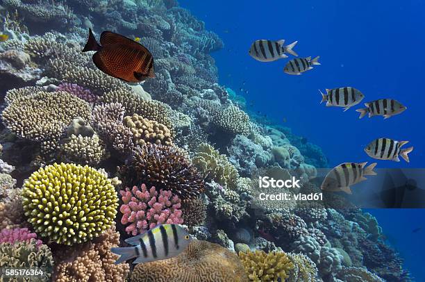 School Of Sergeantmajor Red Sea Egypt Stock Photo - Download Image Now - Animal, Animal Wildlife, Below