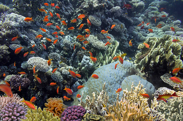 istock Coral and fish in the Red Sea. Egypt 585176600
