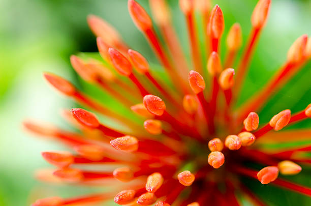 Picco di fiori rossi macro. - foto stock