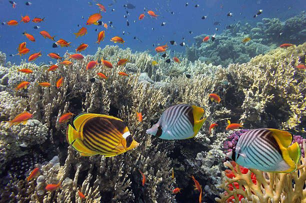 istock beautiful view of sea life 585176748
