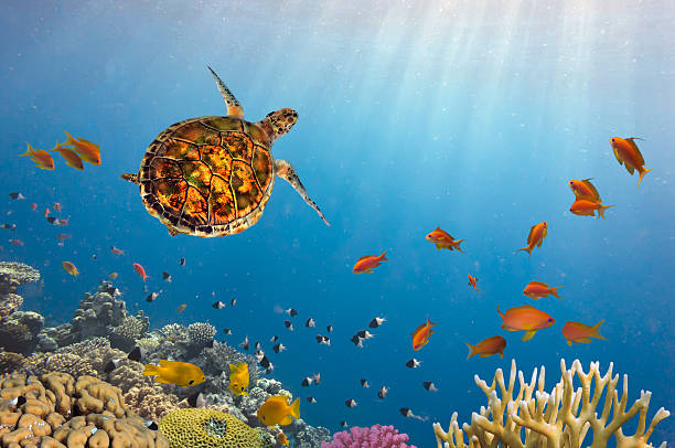 istock Underwater life of Red sea in Egypt 585176878