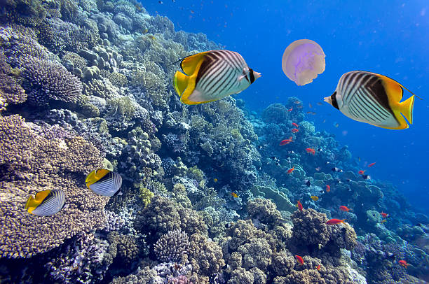 istock Threadfin butterflyfish and giant jellyfish 585176958