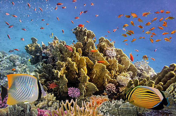 istock Tropical Fish and Coral Reef 585177096