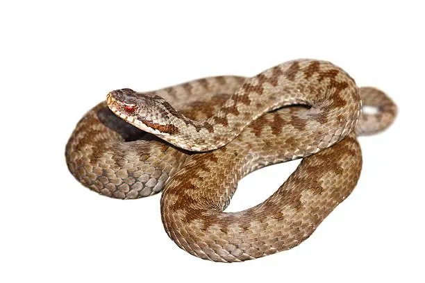 european venomous snake, Vipera berus, the common crossed adder, isolation over white background