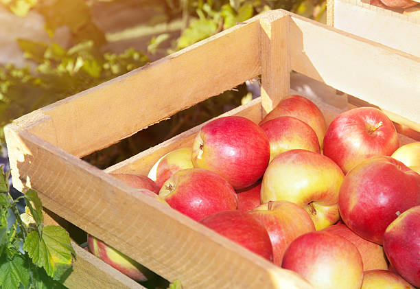 istock Wooden box with ripe red apples 585177330