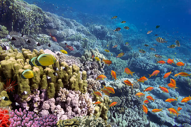 istock Coral landscape, Red Sea, Egypt 585177350