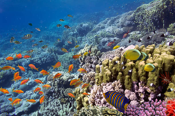 istock Coral landscape, Red Sea, Egypt 585177386