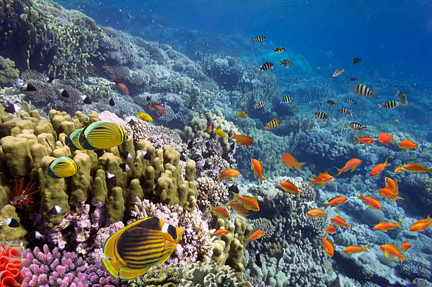 istock Coral landscape, Red Sea, Egypt 585177424