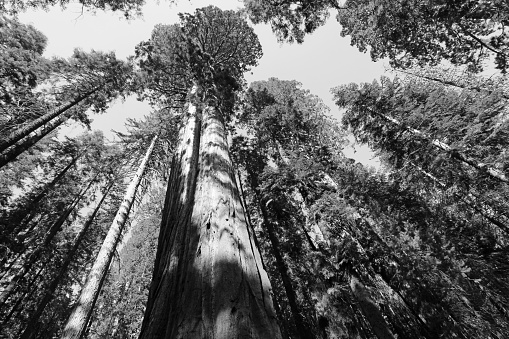 Sequoia trees in black and white
