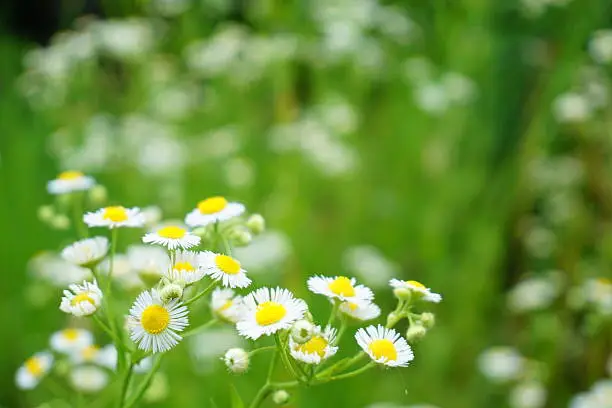 Tender a daisy fleabane flowers are blooming figure in the field picture taken a horizontal