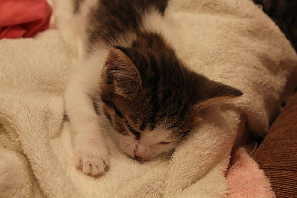 Cute kitten asleep on a sofa 20021 stock photo