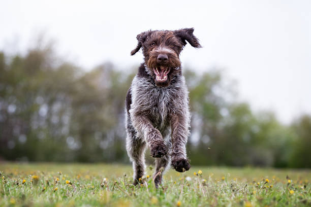 German wirehaired dog running outdoors in nature A purebred german wirehaired pointer dog running without leash outdoors in the nature on a sunny day. German Wirehaired Pointer stock pictures, royalty-free photos & images
