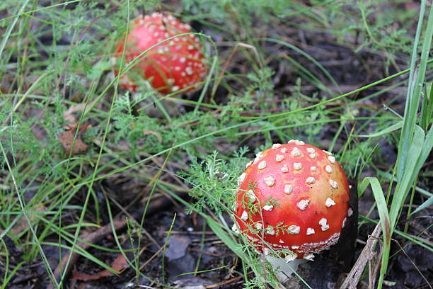 Few amanita mushrooms in forest glade 20053 stock photo