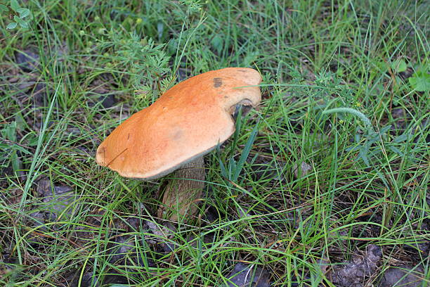 One porcini mushroom in a summer forest 20062 stock photo