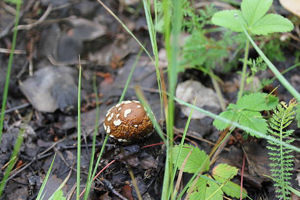 Old amanita mushroom in forest glade 20066 stock photo