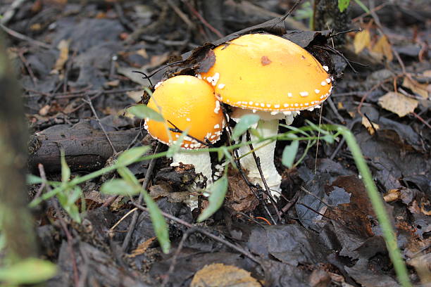Few amanita mushrooms in forest glade 20077 stock photo