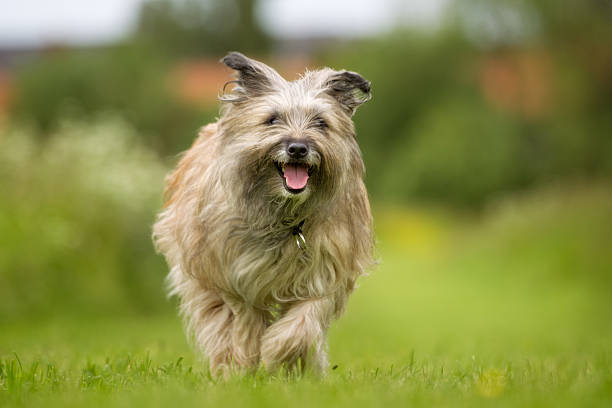 340+ Pyrenean Shepherd Stock Photos, Pictures & Royalty-Free Images - iStock | Pyrenean shepherd dog