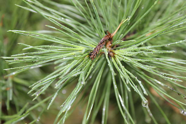 Drops of dew on pine needles 20085 stock photo