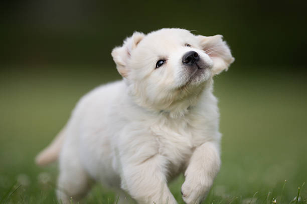 istock Young golden retriever puppy 585179116