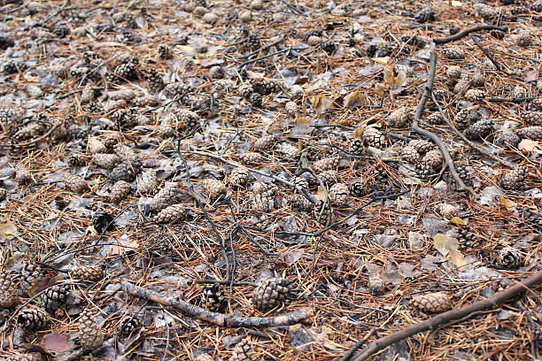 Dried cone pines and leaves in forest 20087 stock photo