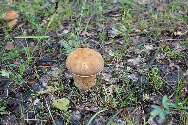 One small porcini in a summer forest 20089 stock photo