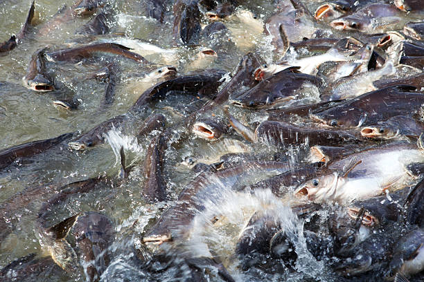 istock Pangasius feeding in the river at temple area i 585179242