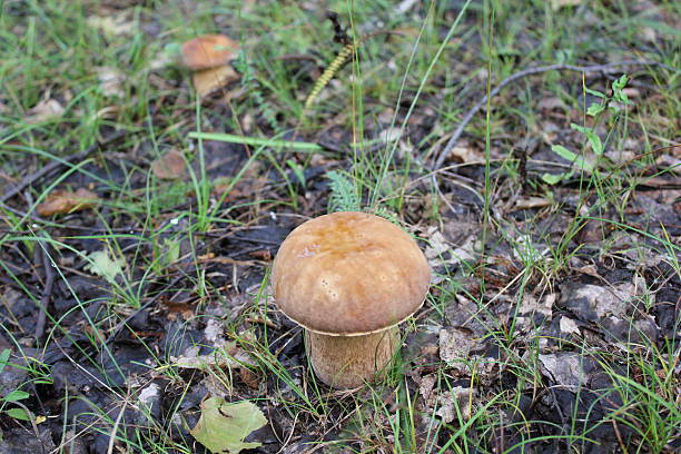 One small porcini in a summer forest 20091 stock photo