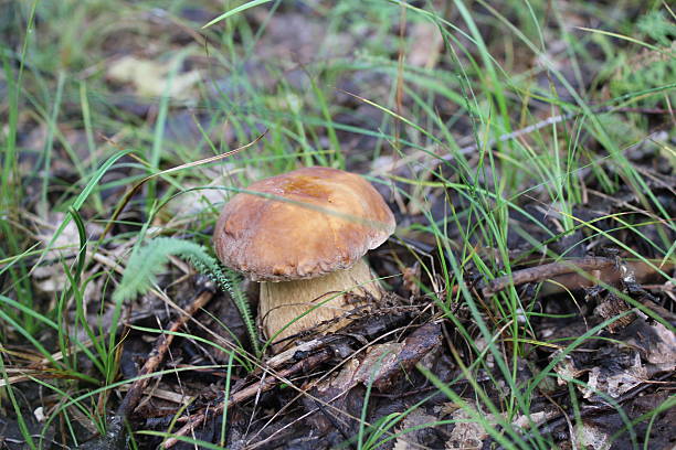 One small porcini in a summer forest 20093 stock photo