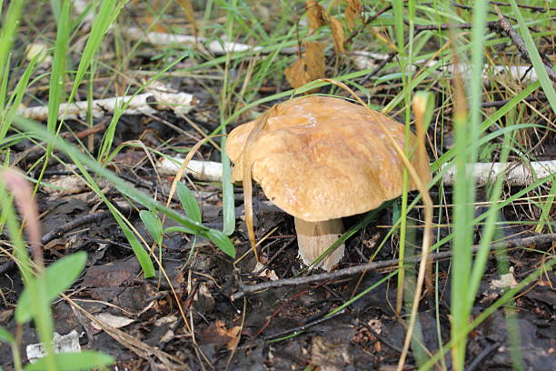 One porcini mushroom n a summer forest 20097 stock photo
