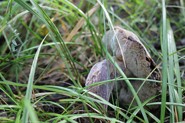 Old rotten small porcini in a summer forest 20108 stock photo