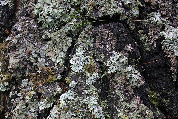 Texture of old birch trunk 20110 stock photo