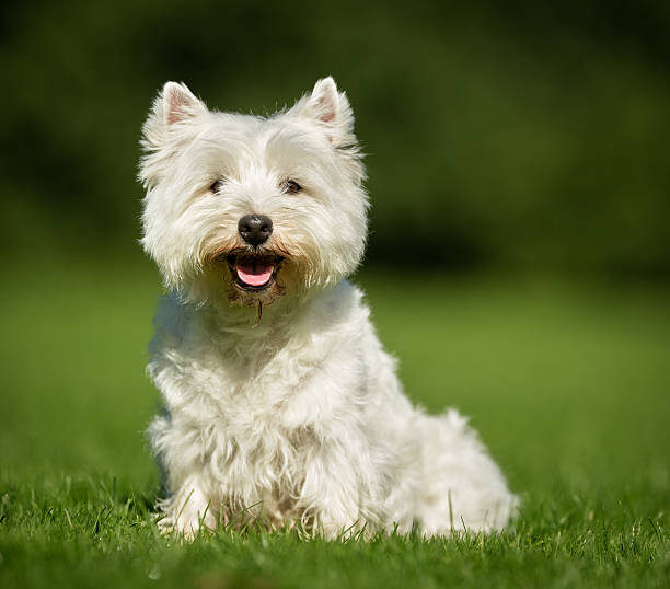 istock West Highland White Terrier Dog 585180358