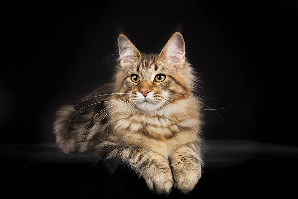 istock Purebred Maine Coon cat isolated on black background 585180744