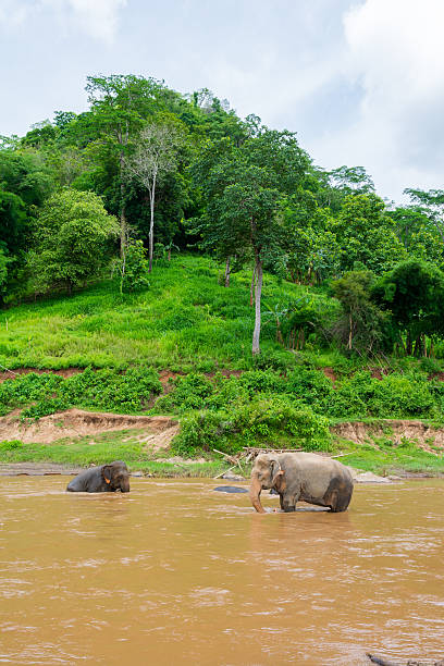 istock Elephant in protected nature park near Chiang Mai, Thailand 585181346