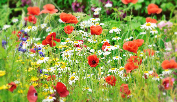 istock Garden flower planting. 585181590