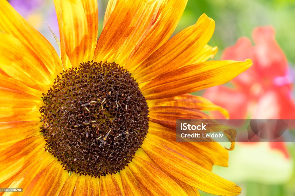 Sunflower Shining like a sun Abstract Stock Photo