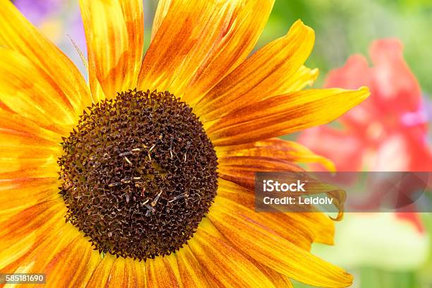 Sunflower Stock Photo - Download Image Now - Abstract, Abstract Backgrounds, Affectionate