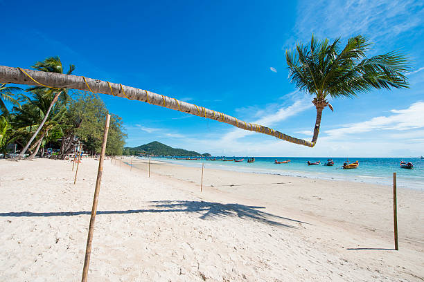 hito del cocotero inclinado de la isla de tao en tailandia - thailand beach koh tao nautical vessel fotografías e imágenes de stock