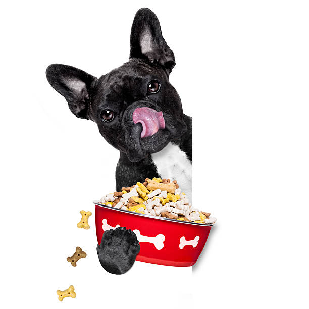 istock hungry dog bowl 585183260