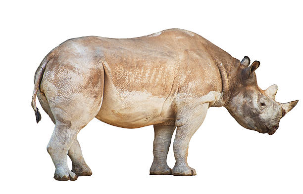 istock African Rhinoceros isolated on white background. 585183746