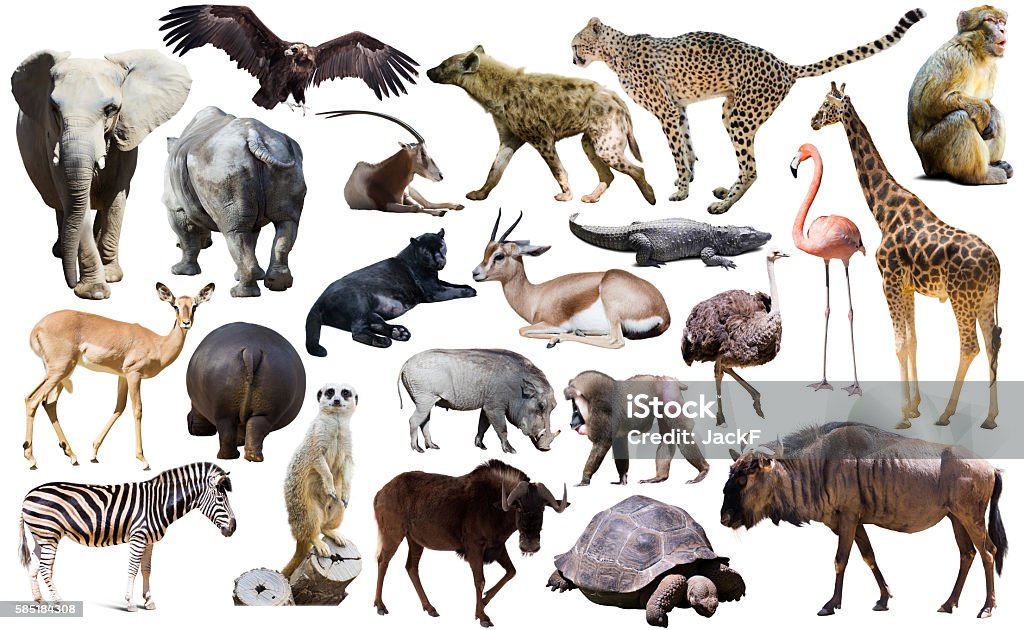 Birds Mammal And Other Animals Of Africa Isolated Stock Photo - Download  Image Now - Animal, Cut Out, Africa - iStock