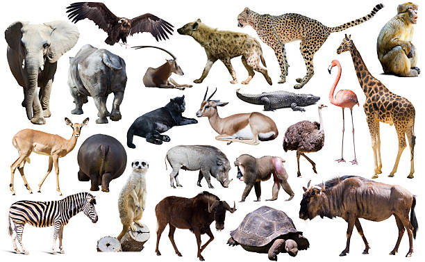Birds, mammal and other animals of Africa isolated Set of different African animals isolated over white hyena photos stock pictures, royalty-free photos & images