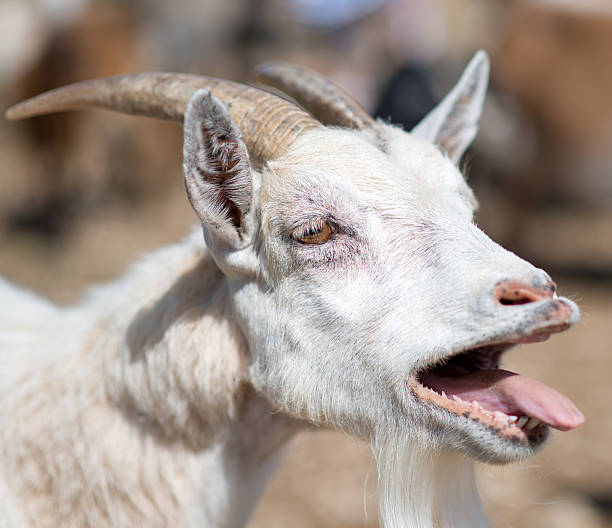 istock Close-up view of bleating goat. 585184676