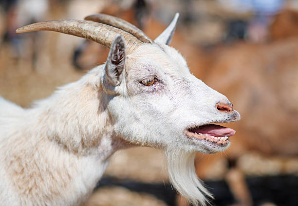 istock Close-up view of bleating goat. 585184736