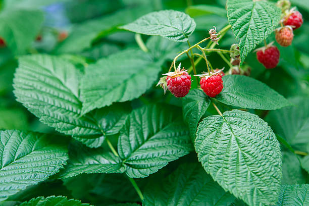 istock Lots of red ripe raspberries on a bush 585186162