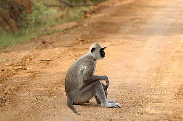 istock Monkey sitting by the roadside in national park India 585186490