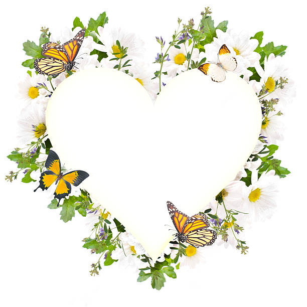 Beautiful daisies and butterfly, flower, floral background